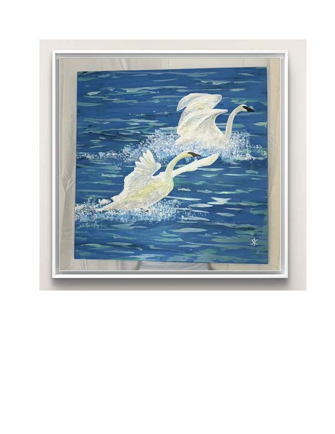 TRUMPETER SWAN - ARRIVAL