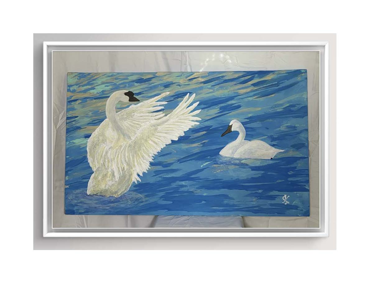 TRUMPETER SWAN - BASKING