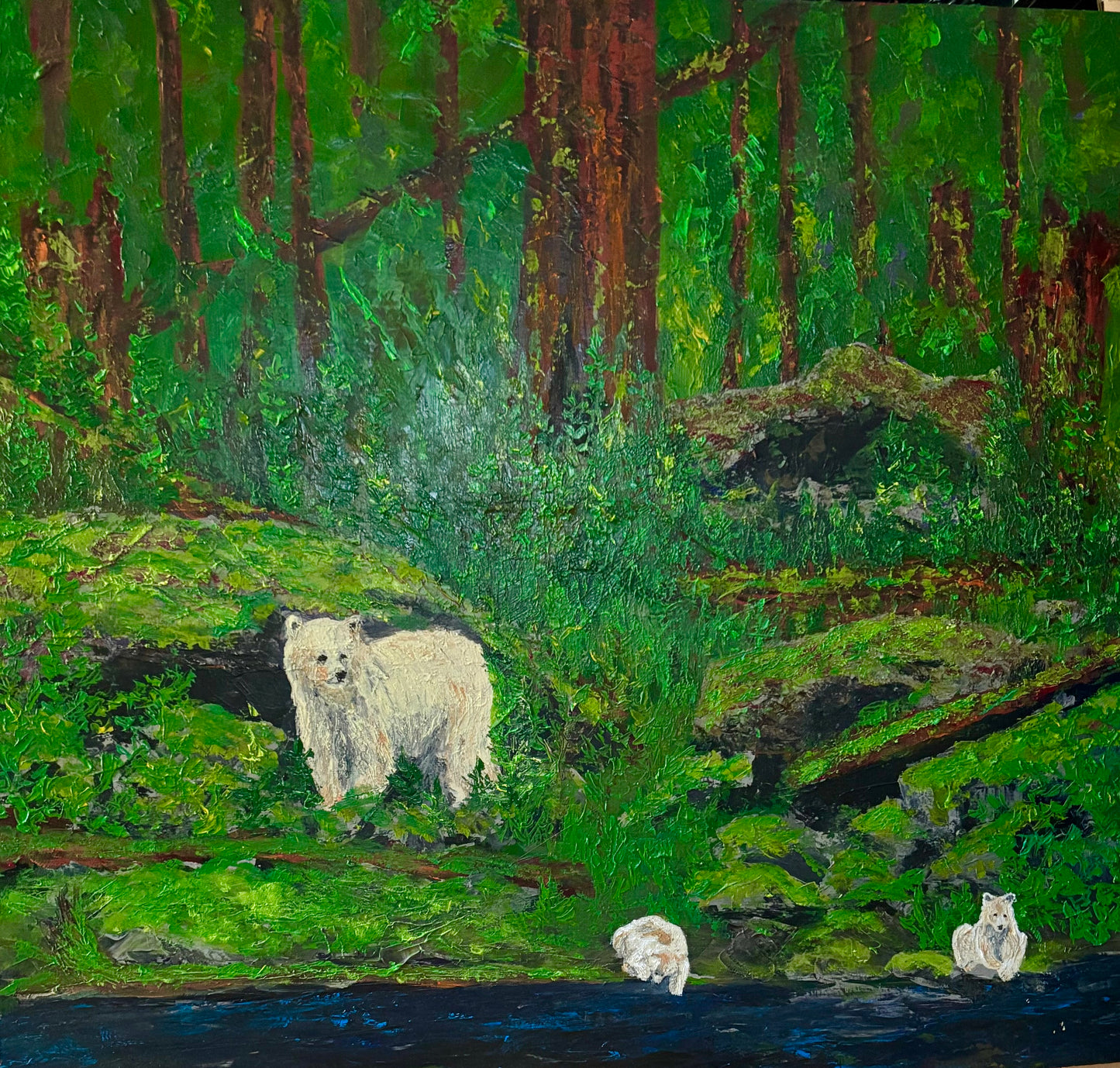 KERMODE - COASTAL SPIRIT BEAR - CURIOSITY