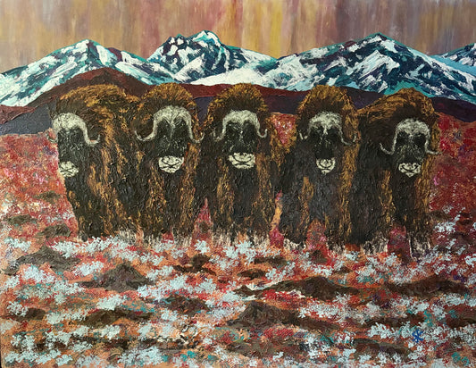 MUSK OX - THE "D" LINE