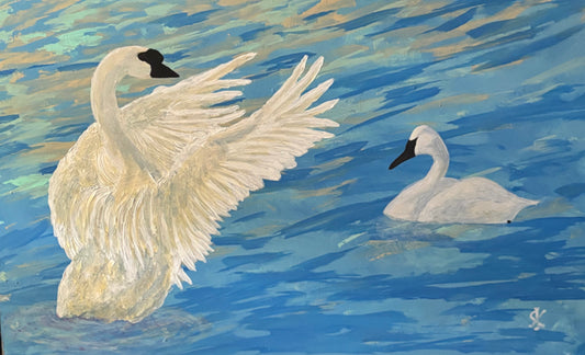 TRUMPETER SWAN - BASKING